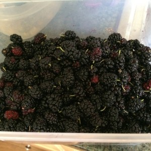 mulberries2
